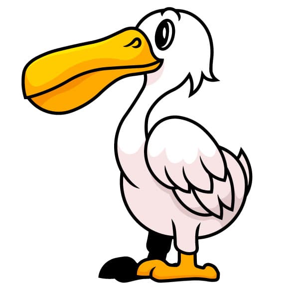 A pelican