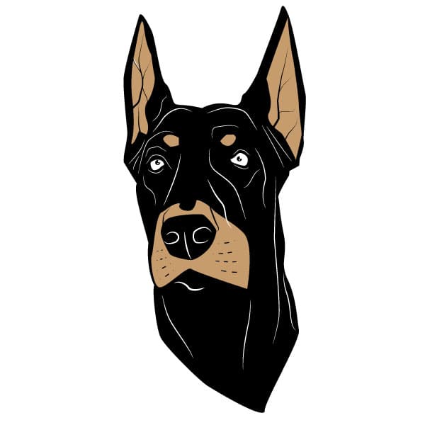 Cabeça de cão Dobermann