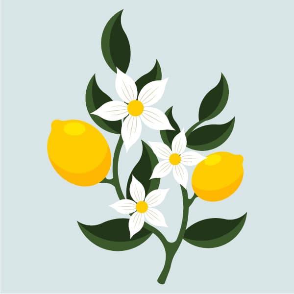 Lemon plant